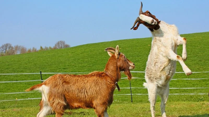 goat-trong-bong-da-la-gi